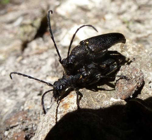 Réf. 185 422 : Stictoleptura scutellata